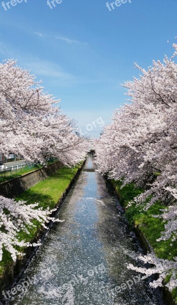 Japan Cherry Blossoms Blue Sky Stream Sakura