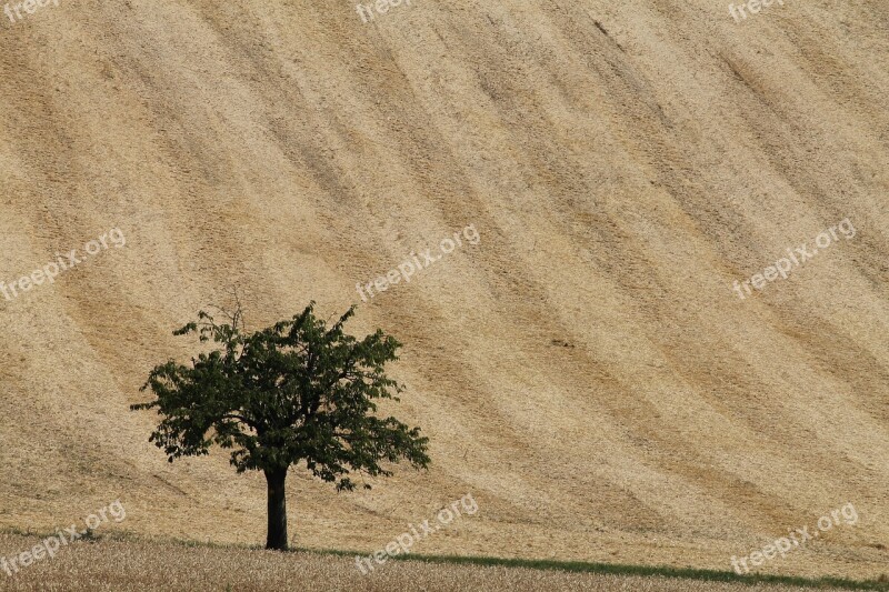 Field Tree Lonely Wheat Nature