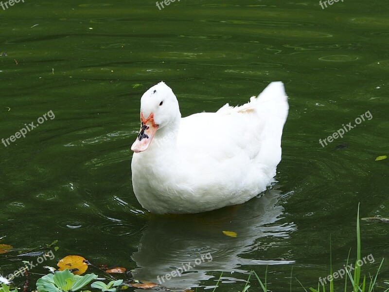 Beijing Duck Daan Park Taipei Free Photos