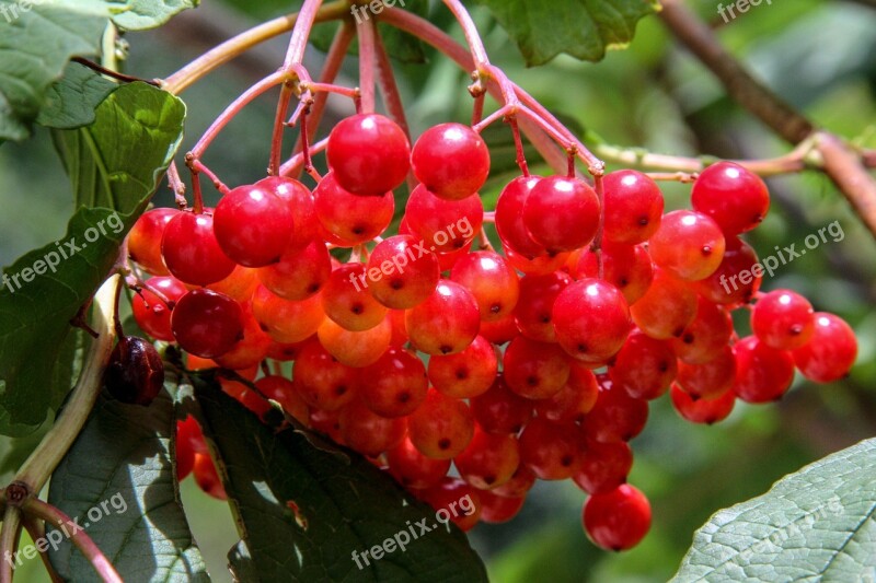 Snow Ball Berries Red Fruit Summer