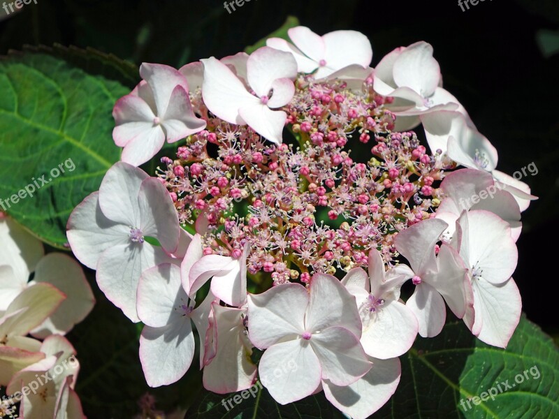 Hydrangeas Flowers Pink Nature Blossom