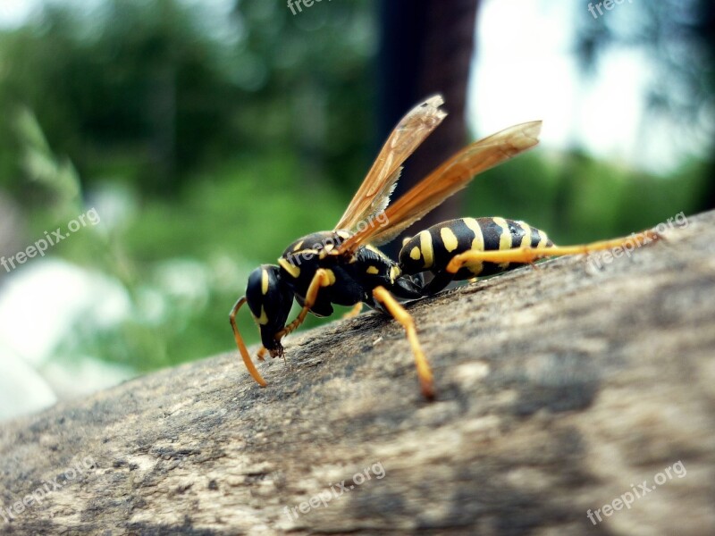 Wasp Striped Beetle Free Photos