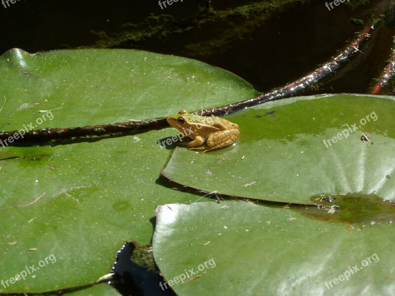 Frog Pond Water Green Animal