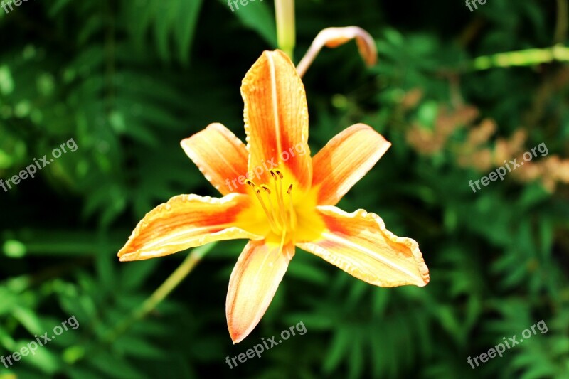 Flower Lilies Orange Toronto Blooming