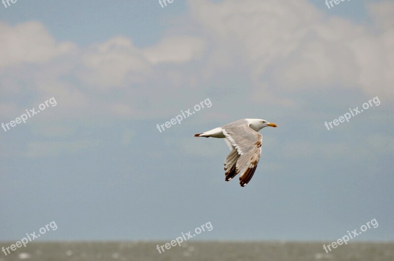 Bird In Flight Flying Seagull Wildlife Ocean