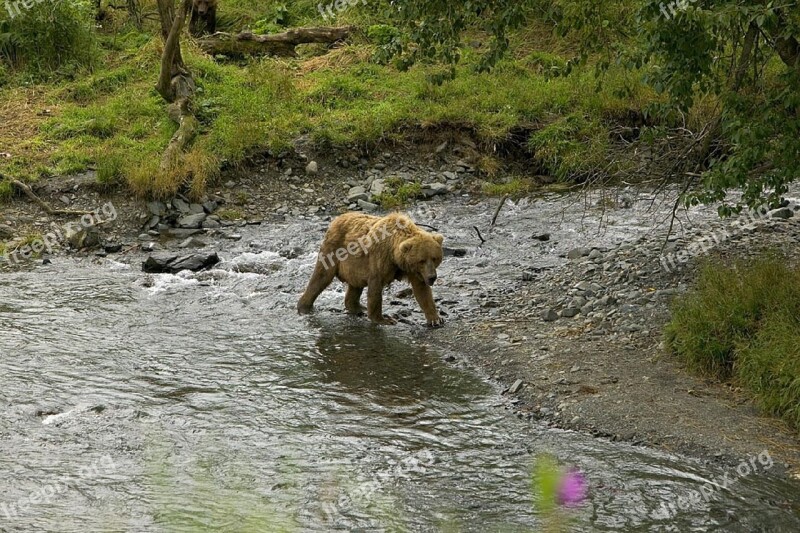 Grizzly Bear Walking Wildlife Nature Water