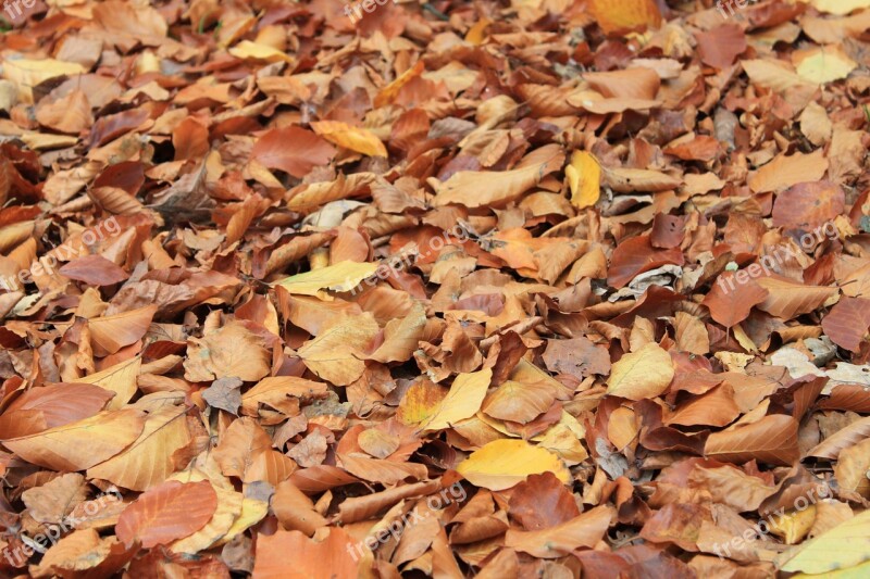 Autumn Leaves Golden Autumn Leaves In The Autumn Fall Foliage