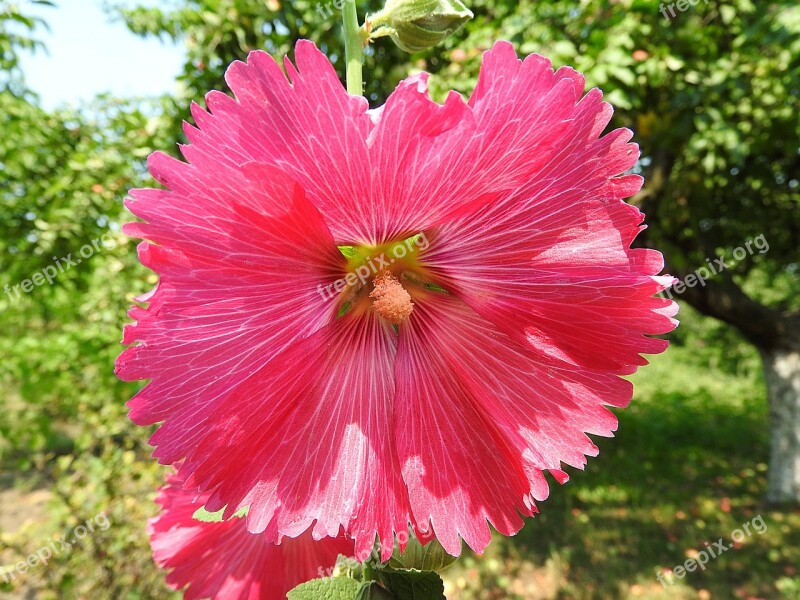 Mallow Flower Blossom Bloom Pink Mallow