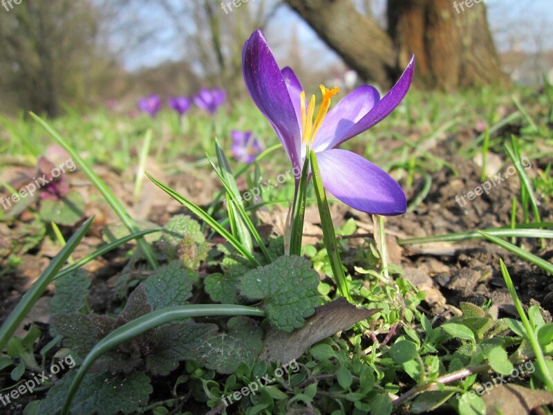 Crocus Vernus Spring Crocus Giant Crocus Wildflower Flora