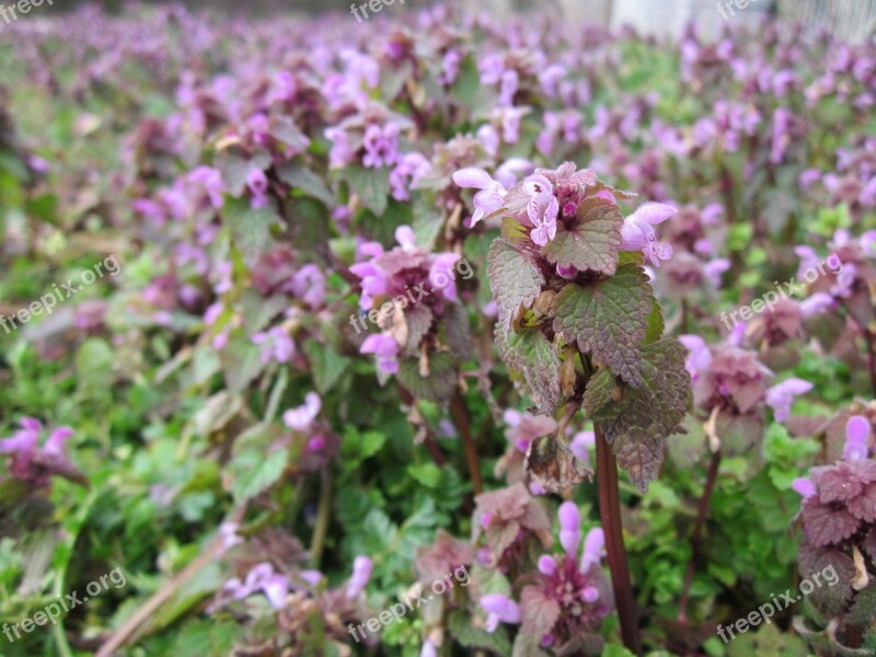 Lamium Purpureum Red Deadnettle Purple Deadnettle Purple Archangel Velikdenche