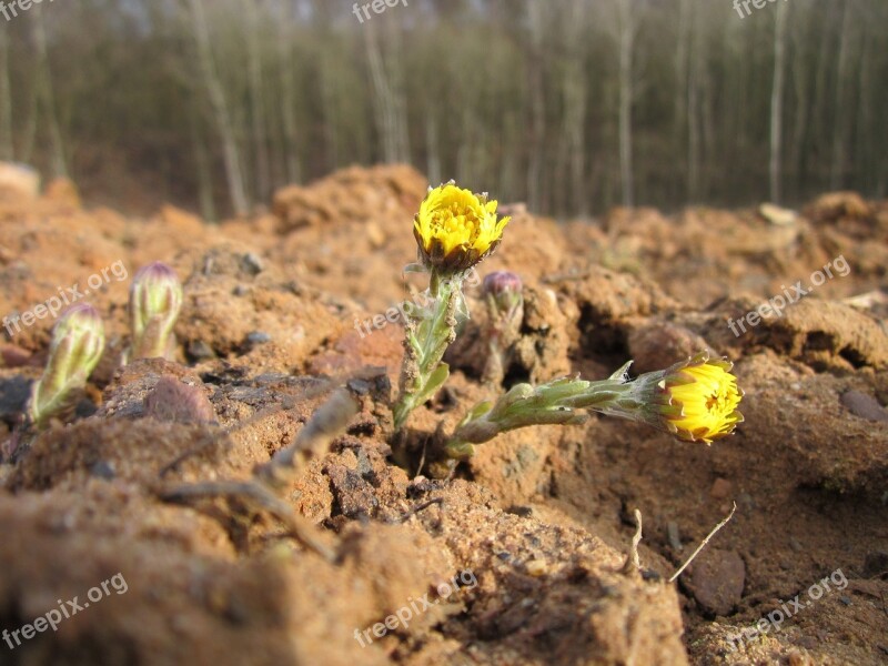 Tussilago Coltsfoot Plant Flower Blossom