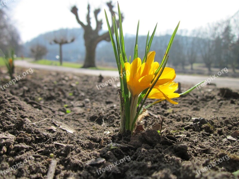 Crocus Chrysanthus Snow Crocus Golden Crocus Wildflower Flora