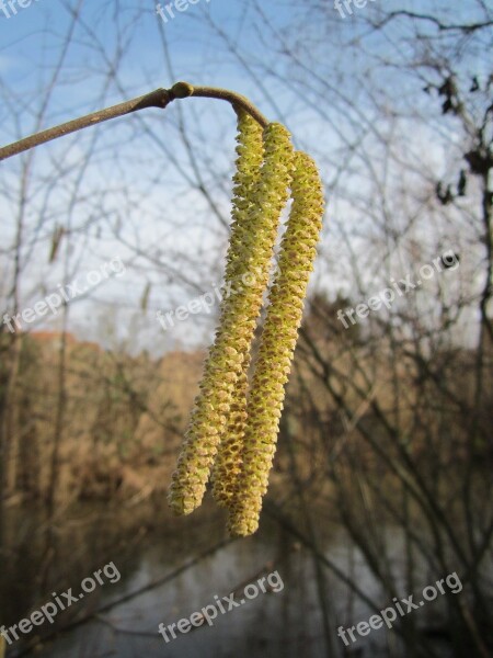 Corylus Avellana Common Hazel Shrub Tree Flora