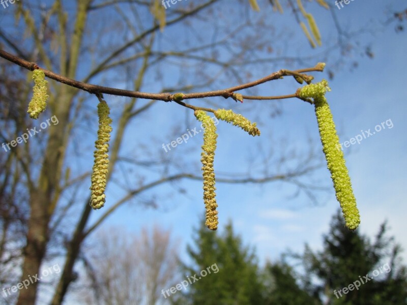 Corylus Avellana Common Hazel Shrub Tree Flora