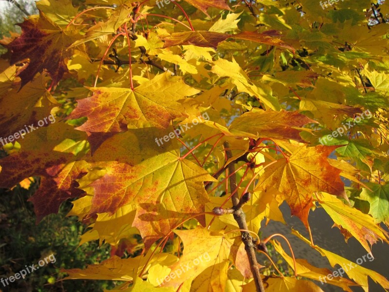 Acer Maple Leaves Season Color