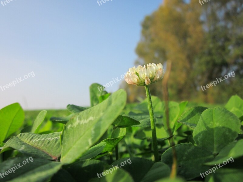 Trifolium Repens White Clover Dutch Glover Flora Wildflower