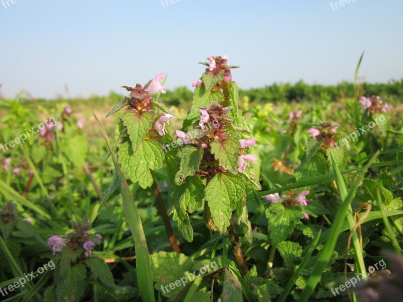 Lamium Purpureum Red Deadnettle Purple Deadnettle Velikdenche Purple Archangel