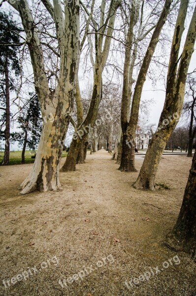 Trees Hungary Park Free Photos