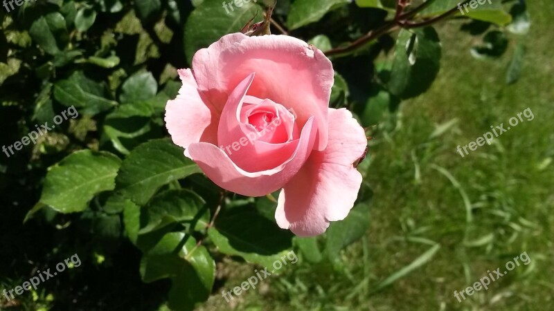 Flower Pink Roses Rose Free Photos