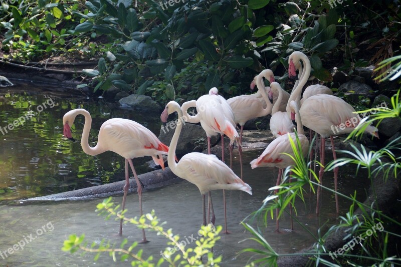 Flamingo Water Bird Feather Beak Birds