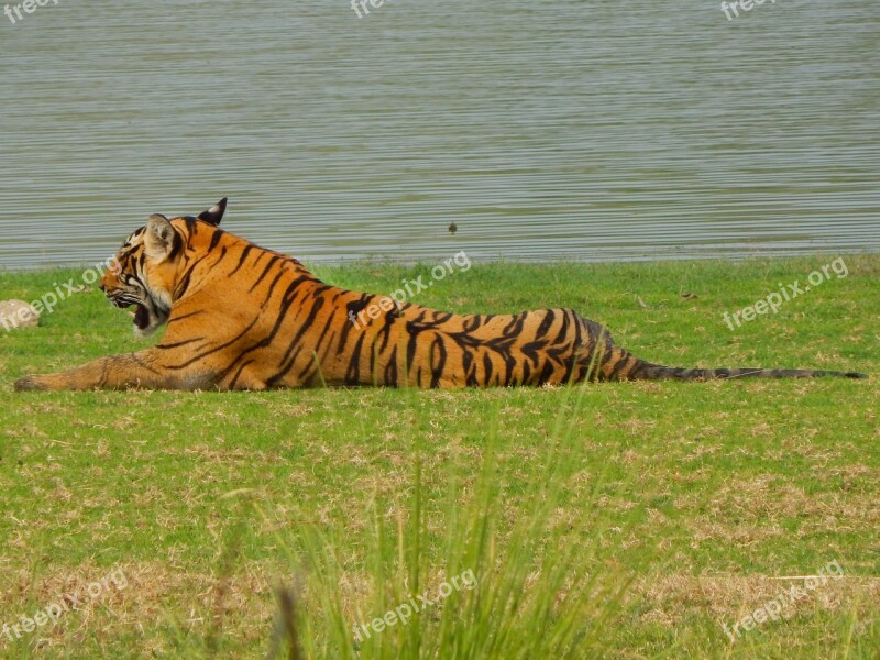 Tiger Wild Animal Stripes Wildlife