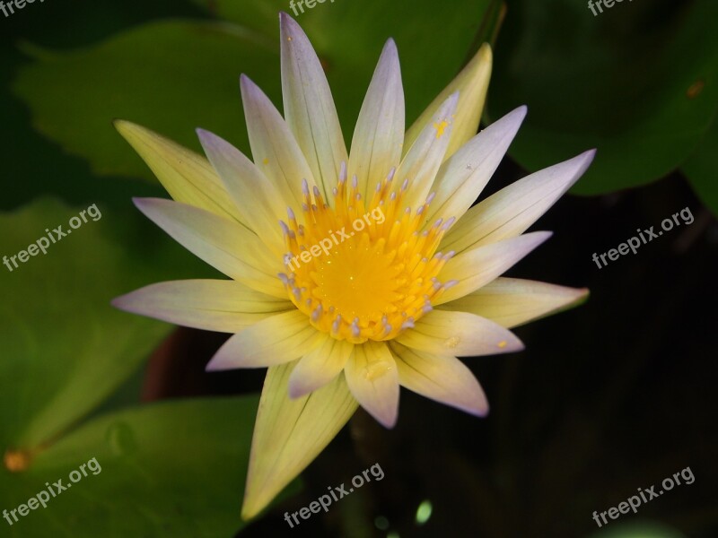 Lotus Taipei The Flower Market Flower Seed Crystal Yellow