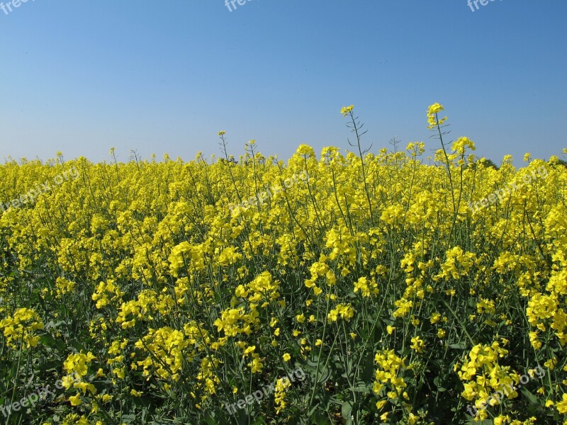 Rapeseed Fields Flower Free Photos