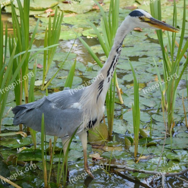 Heron Bird Babu Beak Reed