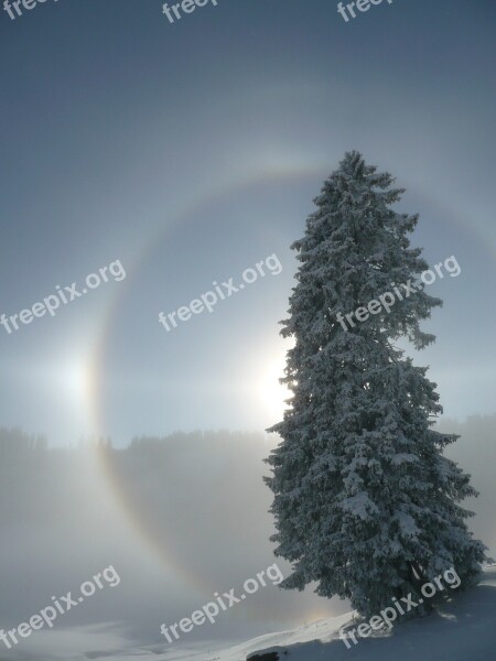 Halo Sun Light Sunbeam Fir Tree