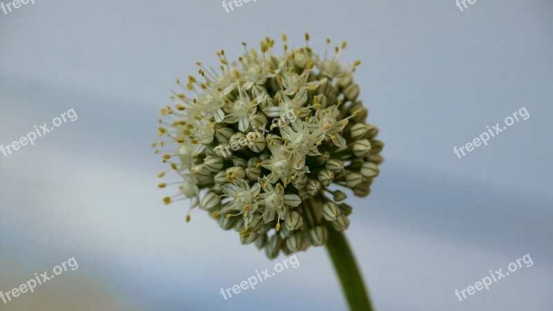 Onion Blossom Flower Ball Flower Vegetable Free Photos