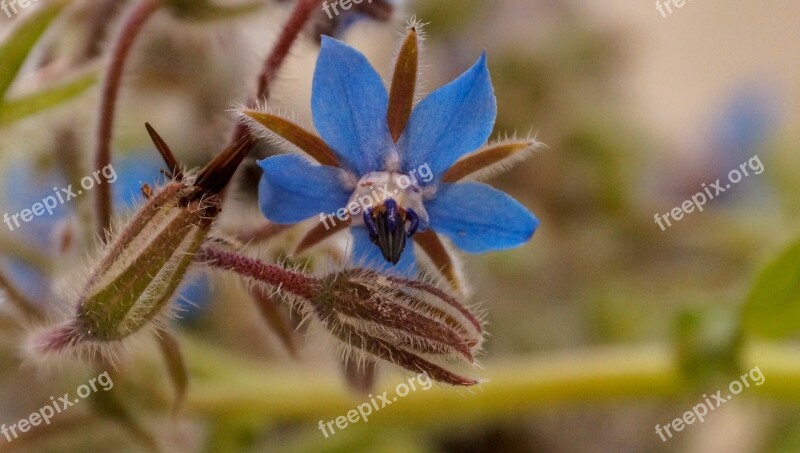 Borage Flower Plant Herb Food