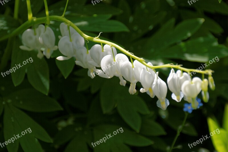 Bleeding Heart White Blossom Bloom Flower