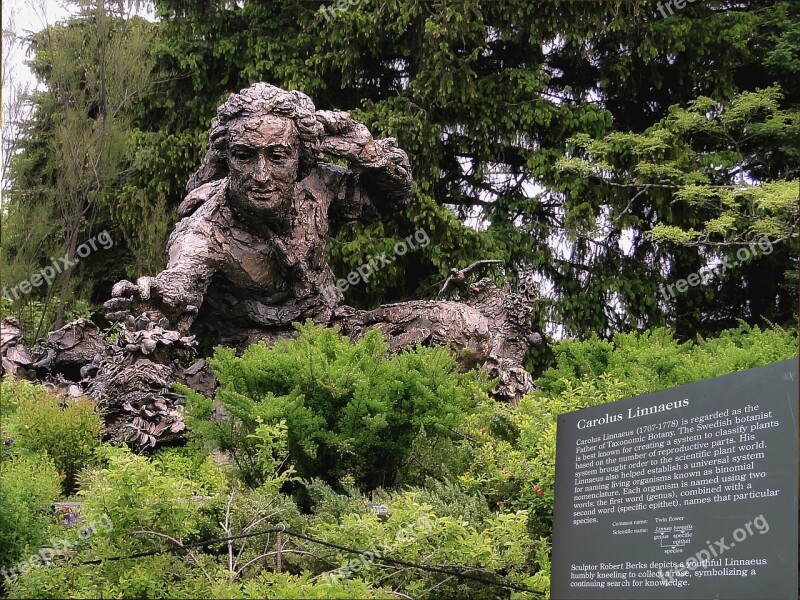 Monument Character The Statue Of Carolus Linnaeus Botany