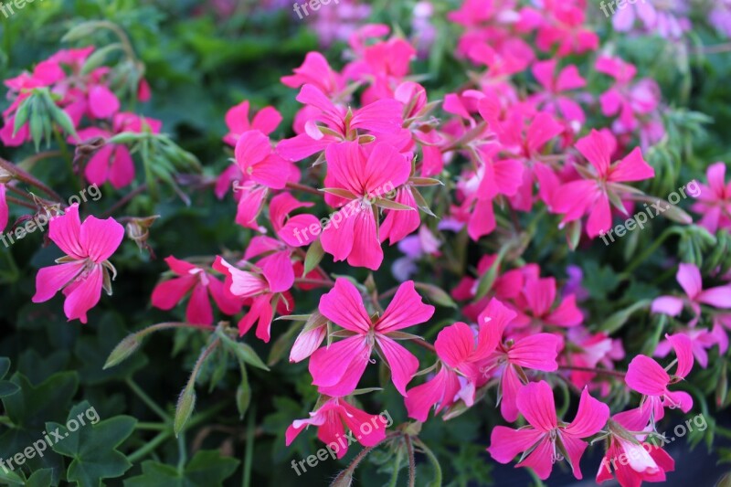 Flower Nature Plant Blossom Summer