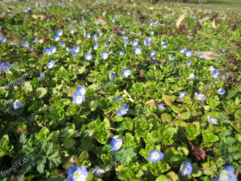 Veronica Persica Common Field-speedwell Persian Speedwell Large Field Speedwell Bird's-eye