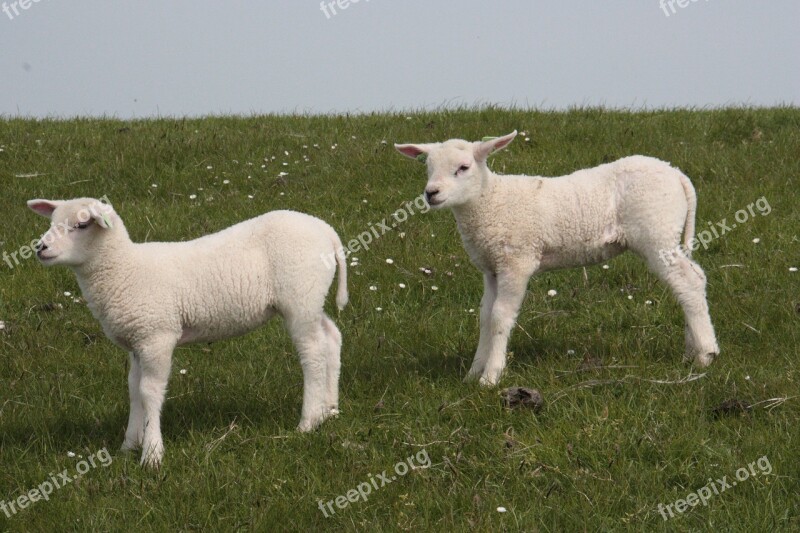 Little Sheep Grass Terschelling Free Photos