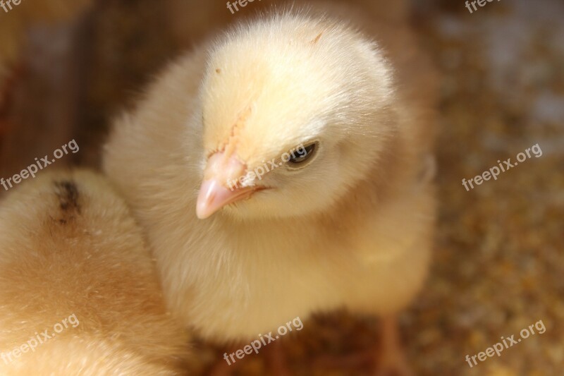 Chick Small Yellow Animals Beak