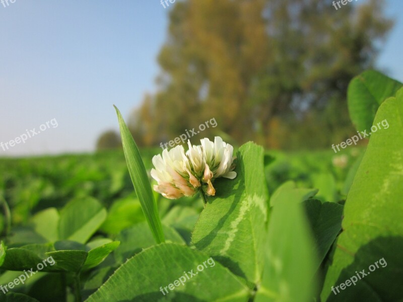 Trifolium Repens White Clover Dutch Clover Flora Wildflower