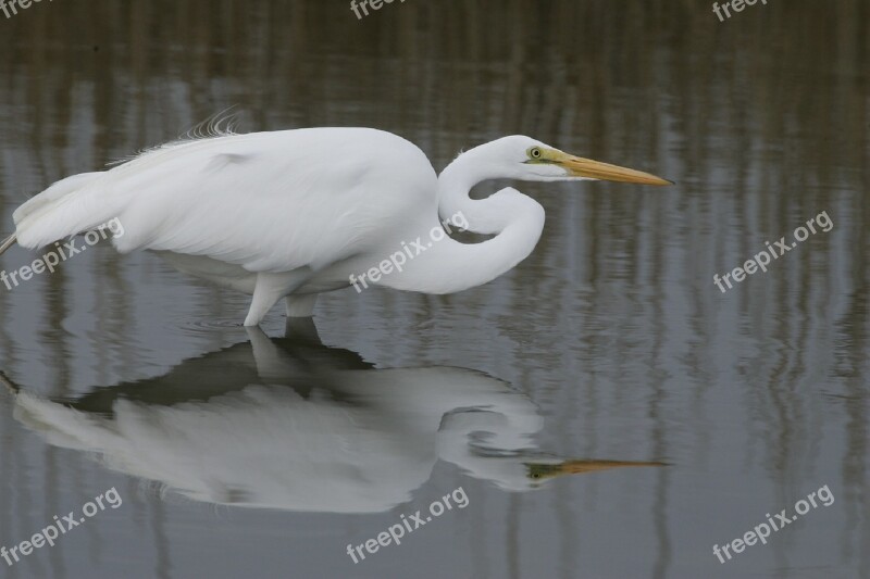 Great Egret Bird Wildlife Nature Water