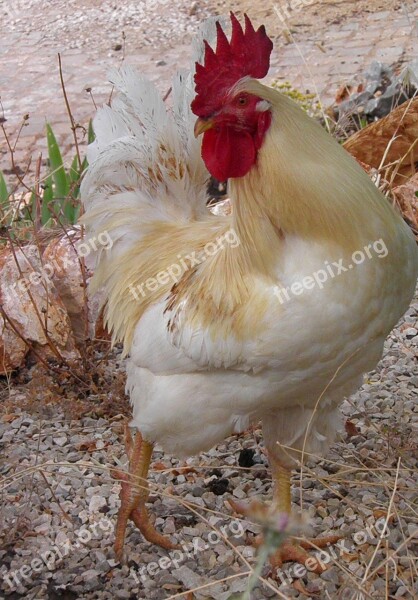 Cockerel Rooster Poultry Bird Chicken