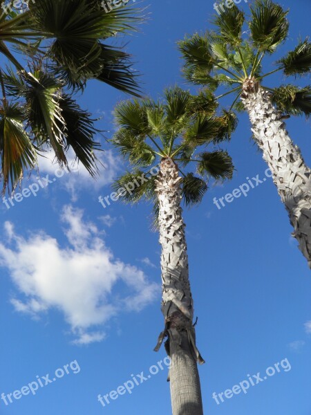 Palm Portugal Palm Trees Sky Blue