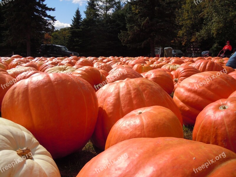 Pumpkins Fall Orang Free Photos