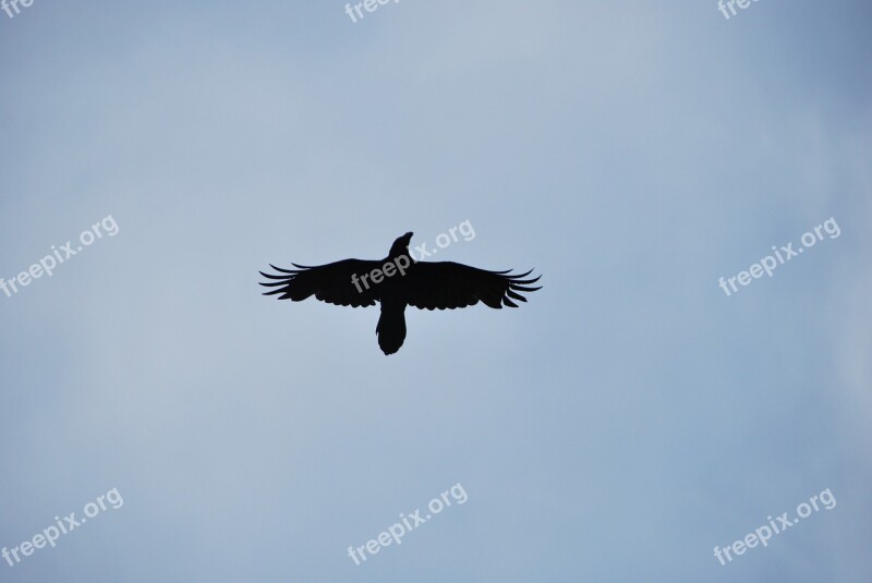 Silhouette Bird Crow Fly Black