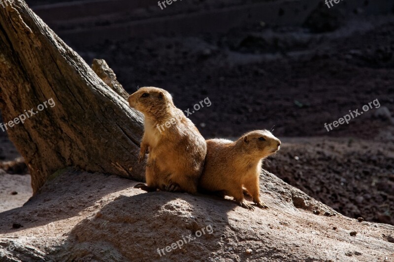 Gophers Animal Prairie Dog Marmot Rodent