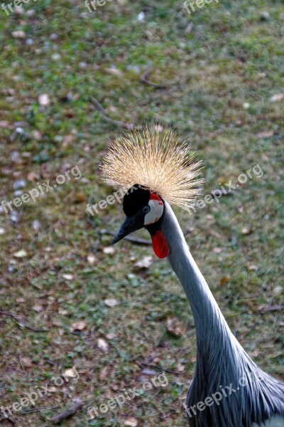 Grey Crowned Crane Bird Crane Zoo Nature