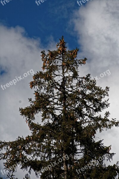 Conifer Fir Tree Nature Tree Sky