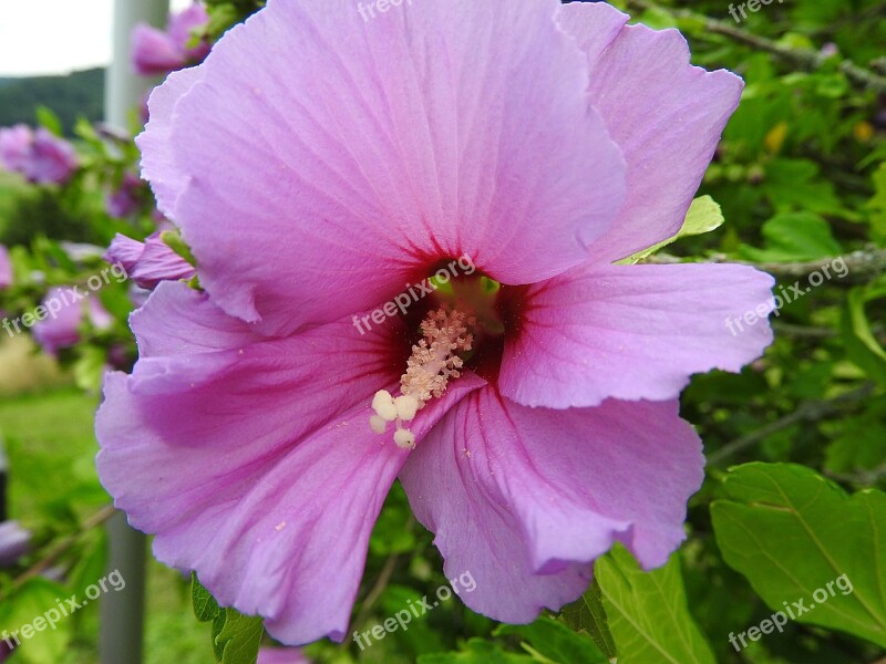 Alcearosea Flower Pink Mallow Ornamental Plant