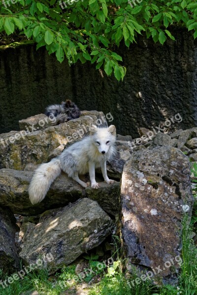 Fuchs White Arctic Fox Rock Stones