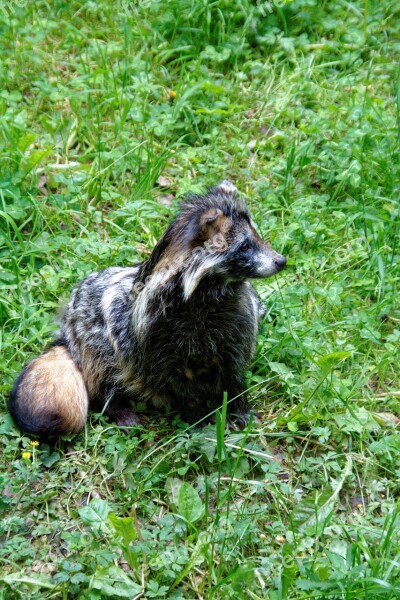 Raccoon Dog Tanuki Enok Fruit Fuchs Fuchs