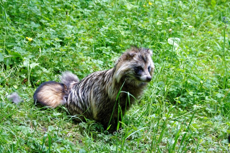 Raccoon Dog Tanuki Enok Fruit Fuchs Fuchs